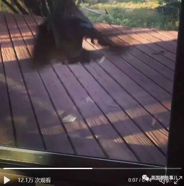 妹子以為小鳥在向自己甜蜜求愛,幾天之後反轉簡直猝不及防