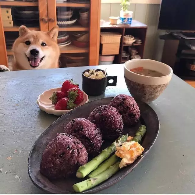 最慘陪吃柴犬君火爆Ins!網友看完哭笑不得:求求你給牠吃一口吧