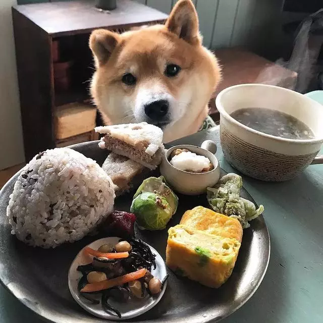 最慘陪吃柴犬君火爆Ins!網友看完哭笑不得:求求你給牠吃一口吧