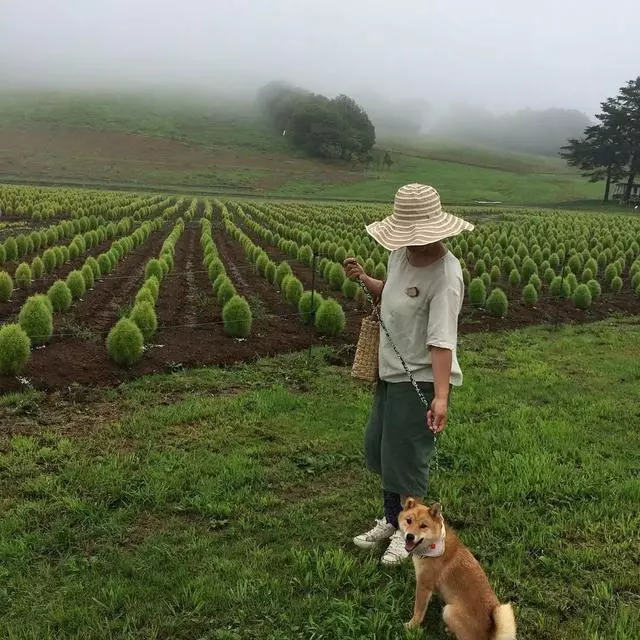 最慘陪吃柴犬君火爆Ins!網友看完哭笑不得:求求你給牠吃一口吧