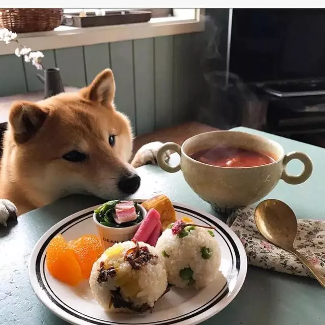 最慘陪吃柴犬君火爆Ins!網友看完哭笑不得:求求你給牠吃一口吧