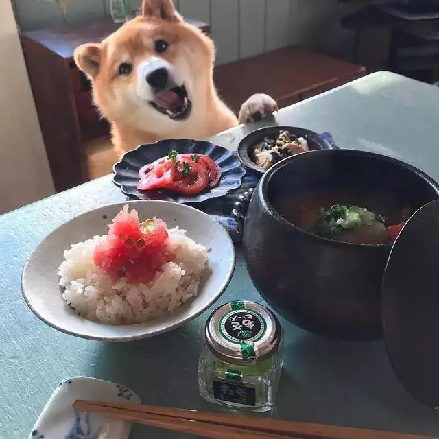 最慘陪吃柴犬君火爆Ins!網友看完哭笑不得:求求你給牠吃一口吧