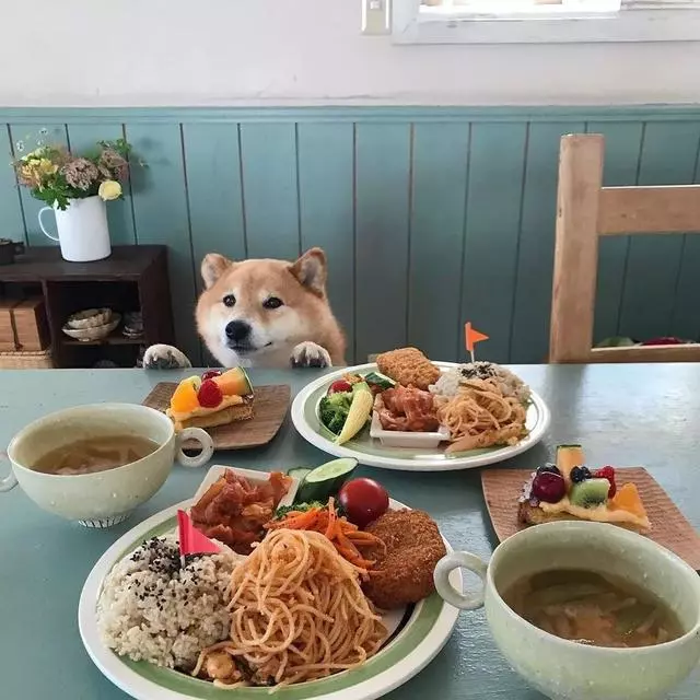 最慘陪吃柴犬君火爆Ins!網友看完哭笑不得:求求你給牠吃一口吧