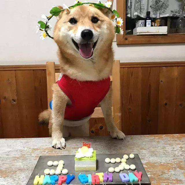 最慘陪吃柴犬君火爆Ins!網友看完哭笑不得:求求你給牠吃一口吧