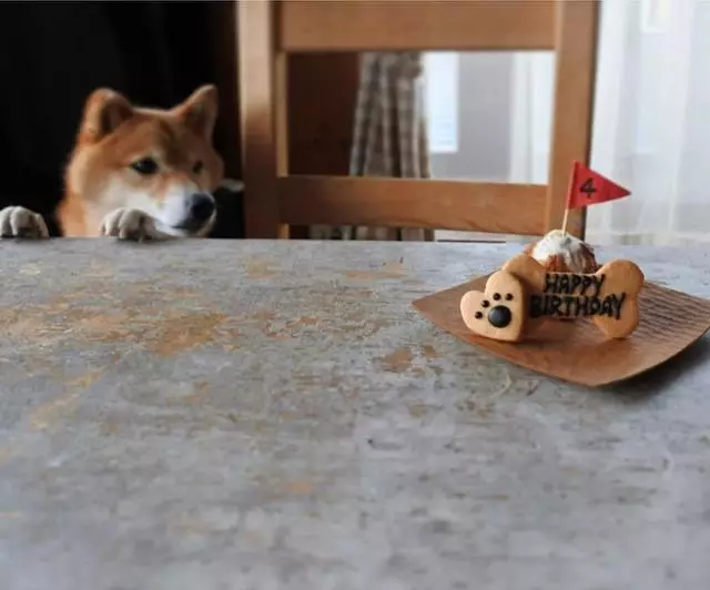 最慘陪吃柴犬君火爆Ins!網友看完哭笑不得:求求你給牠吃一口吧