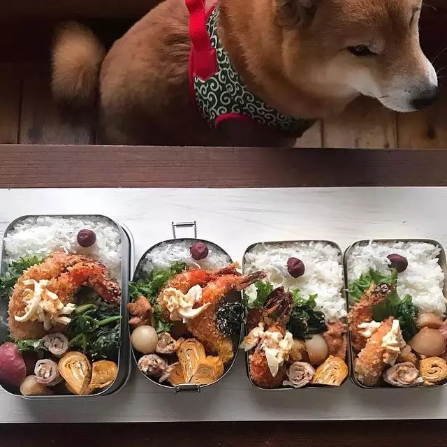 最慘陪吃柴犬君火爆Ins!網友看完哭笑不得:求求你給牠吃一口吧