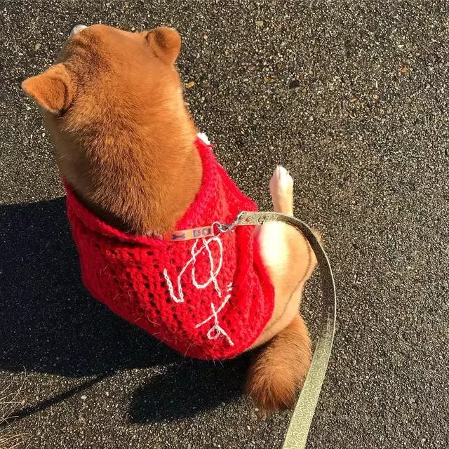 最慘陪吃柴犬君火爆Ins!網友看完哭笑不得:求求你給牠吃一口吧