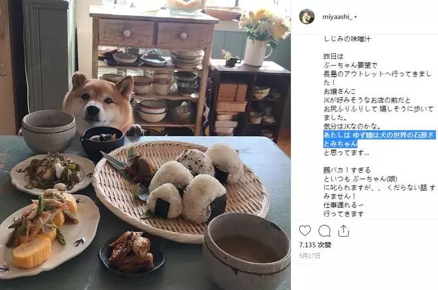 最慘陪吃柴犬君火爆Ins!網友看完哭笑不得:求求你給牠吃一口吧