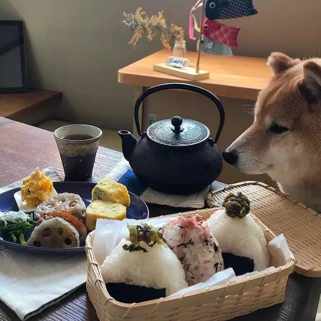 最慘陪吃柴犬君火爆Ins!網友看完哭笑不得:求求你給牠吃一口吧