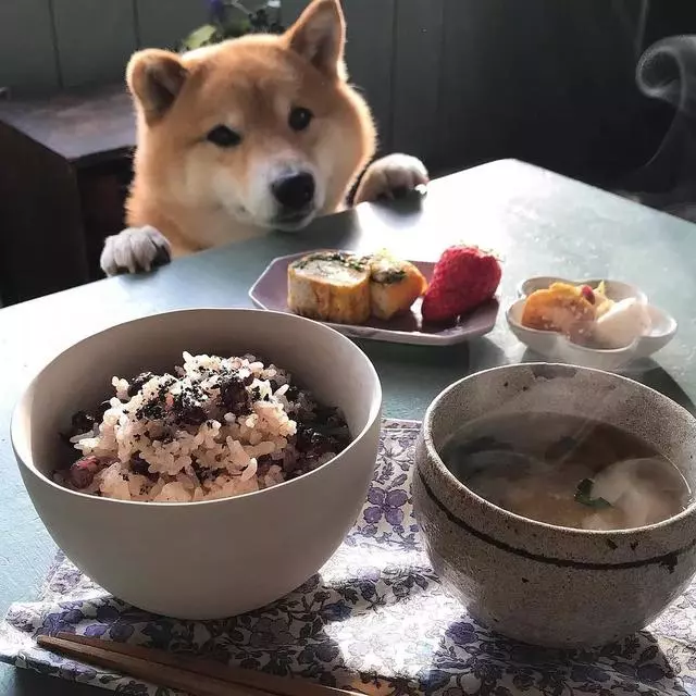 最慘陪吃柴犬君火爆Ins!網友看完哭笑不得:求求你給牠吃一口吧
