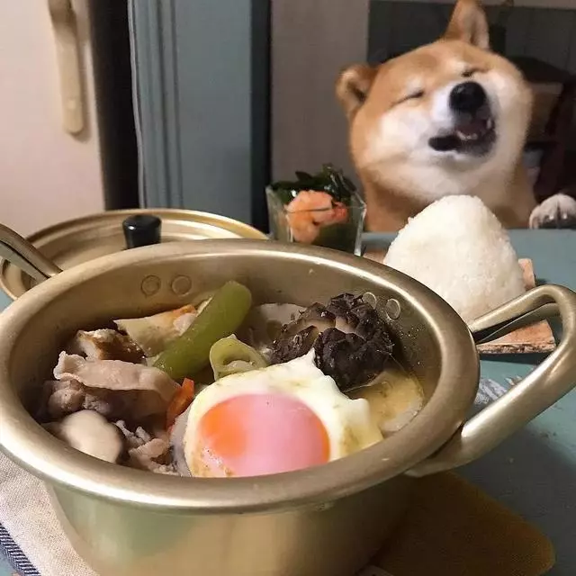 最慘陪吃柴犬君火爆Ins!網友看完哭笑不得:求求你給牠吃一口吧