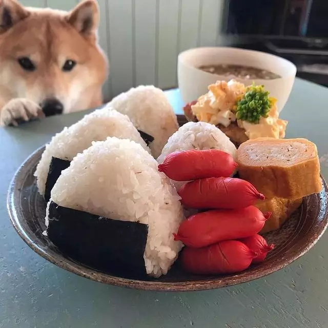 最慘陪吃柴犬君火爆Ins!網友看完哭笑不得:求求你給牠吃一口吧