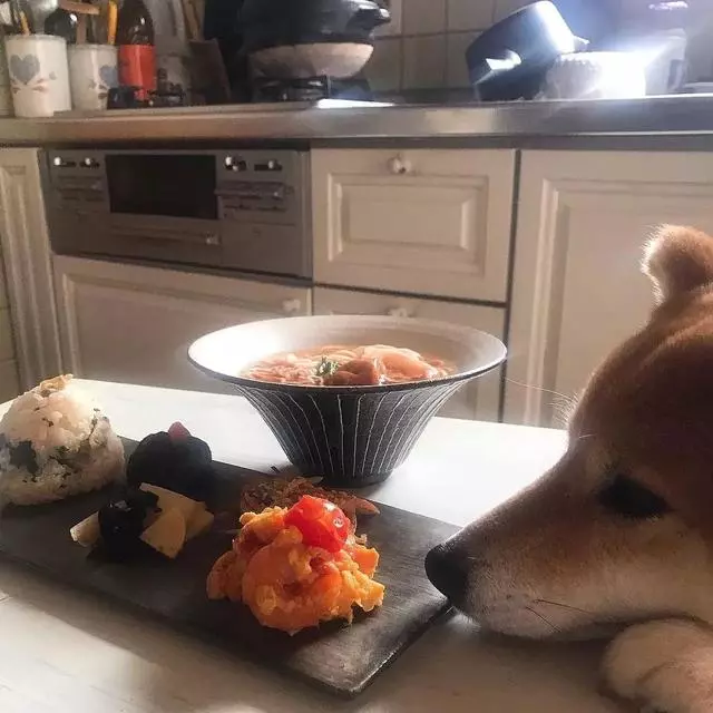 最慘陪吃柴犬君火爆Ins!網友看完哭笑不得:求求你給牠吃一口吧