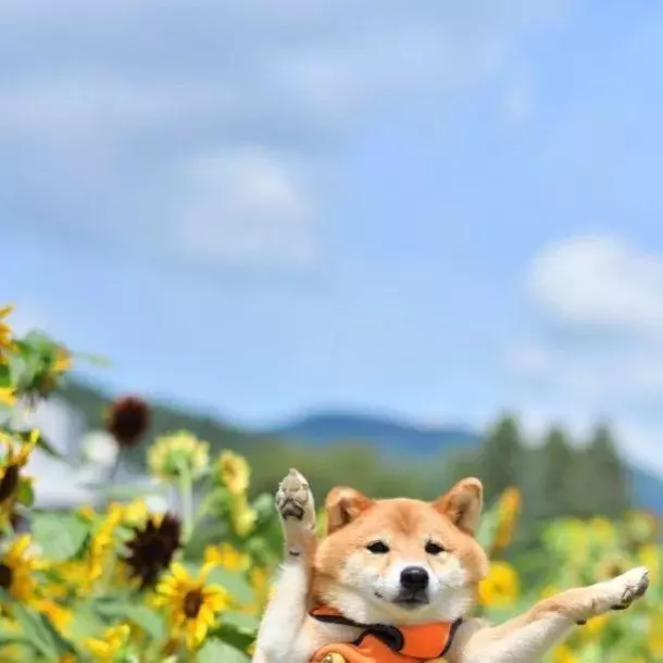 最慘陪吃柴犬君火爆Ins!網友看完哭笑不得:求求你給牠吃一口吧