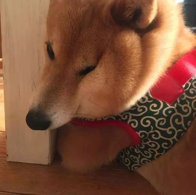 最慘陪吃柴犬君火爆Ins!網友看完哭笑不得:求求你給牠吃一口吧