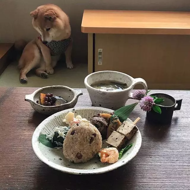 最慘陪吃柴犬君火爆Ins!網友看完哭笑不得:求求你給牠吃一口吧
