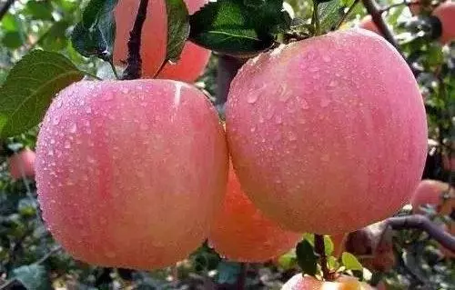 全世界「最貴的」水果!吃一個要一年工資,就算「馬雲」都Hold不住!