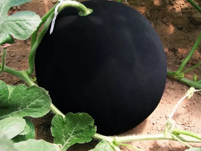 全世界「最貴的」水果!吃一個要一年工資,就算「馬雲」都Hold不住!