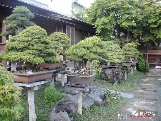 原來盆景還有這些風水作用?