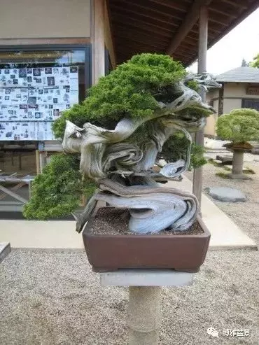 原來盆景還有這些風水作用?