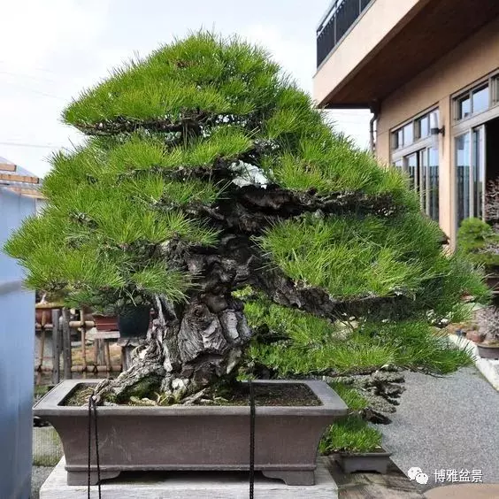 原來盆景還有這些風水作用?