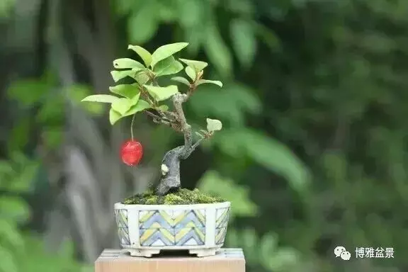 原來盆景還有這些風水作用?