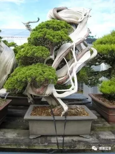 原來盆景還有這些風水作用?