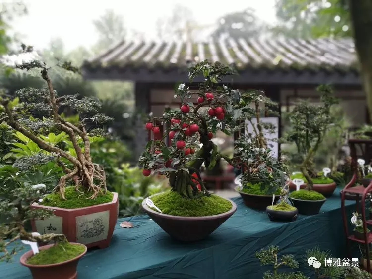 原來盆景還有這些風水作用?