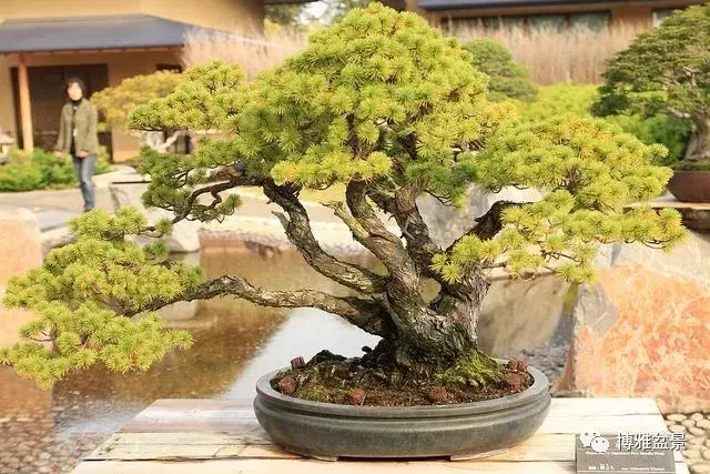 原來盆景還有這些風水作用?