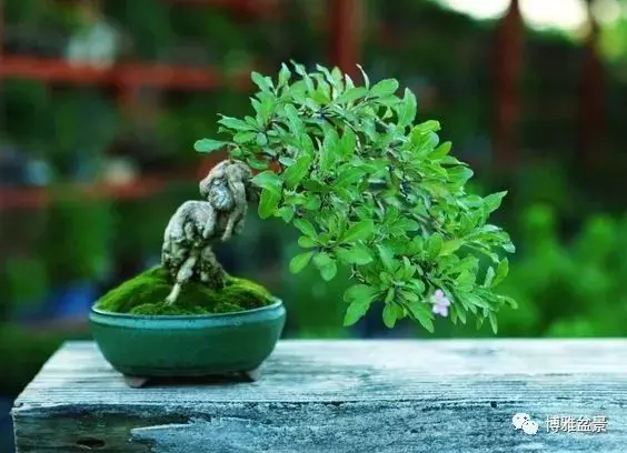 原來盆景還有這些風水作用?