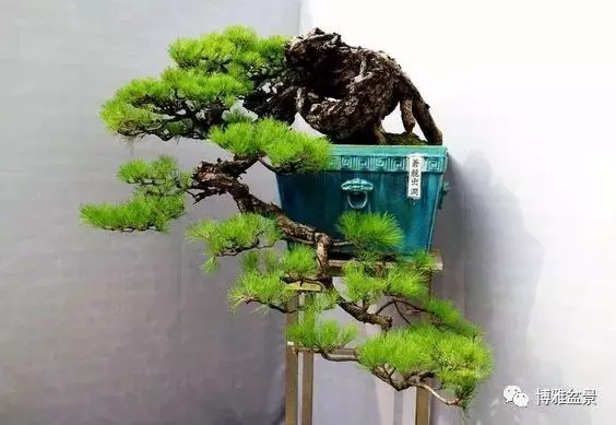 原來盆景還有這些風水作用?