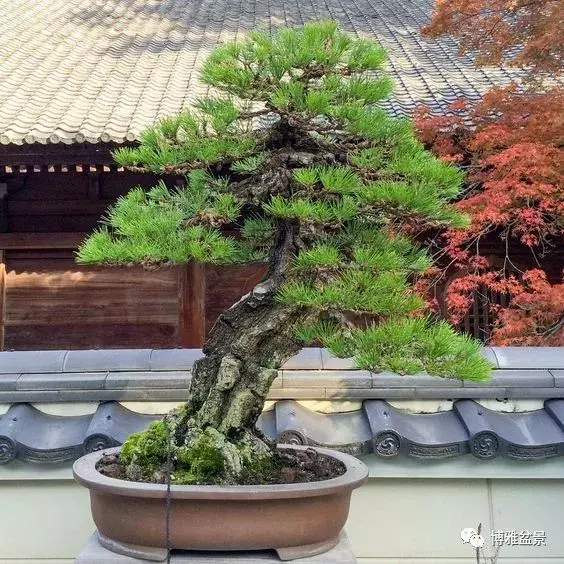 原來盆景還有這些風水作用?