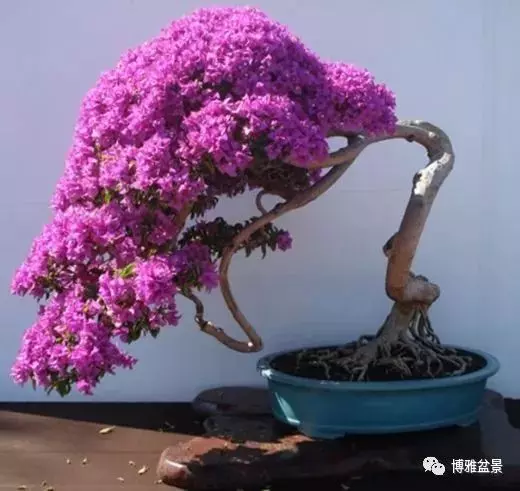 原來盆景還有這些風水作用?