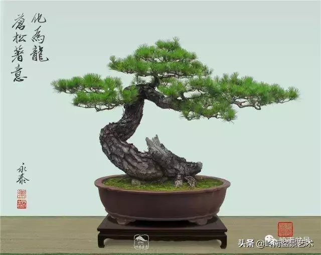 寒松縱老風骨在——賞松雜談
