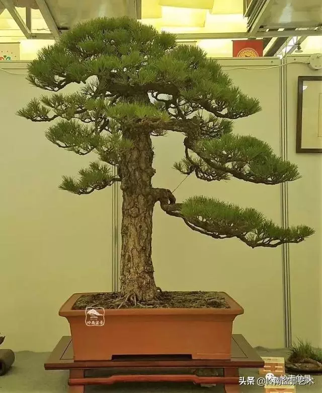 寒松縱老風骨在——賞松雜談