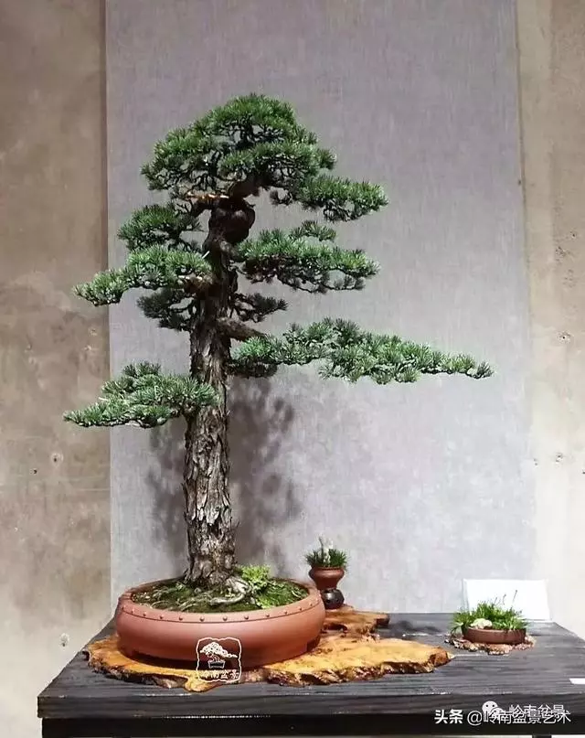 寒松縱老風骨在——賞松雜談