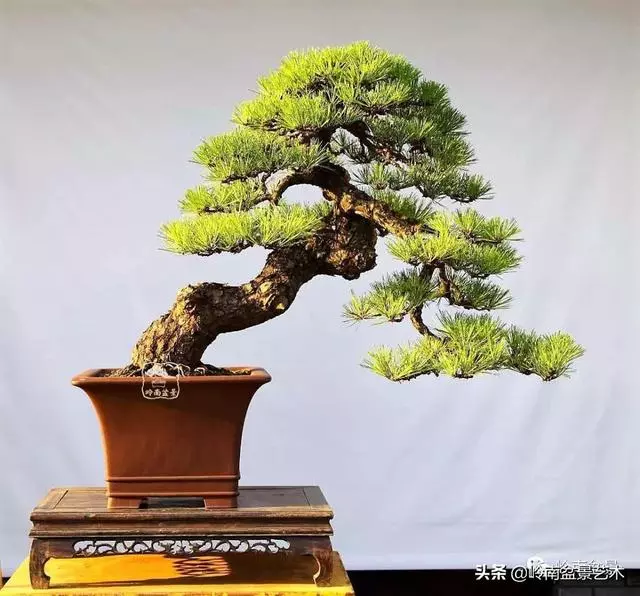 寒松縱老風骨在——賞松雜談
