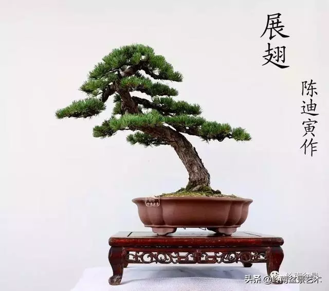 寒松縱老風骨在——賞松雜談