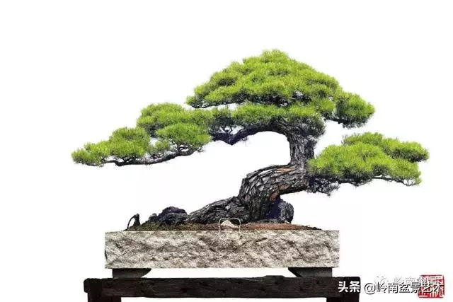 寒松縱老風骨在——賞松雜談