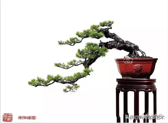 寒松縱老風骨在——賞松雜談