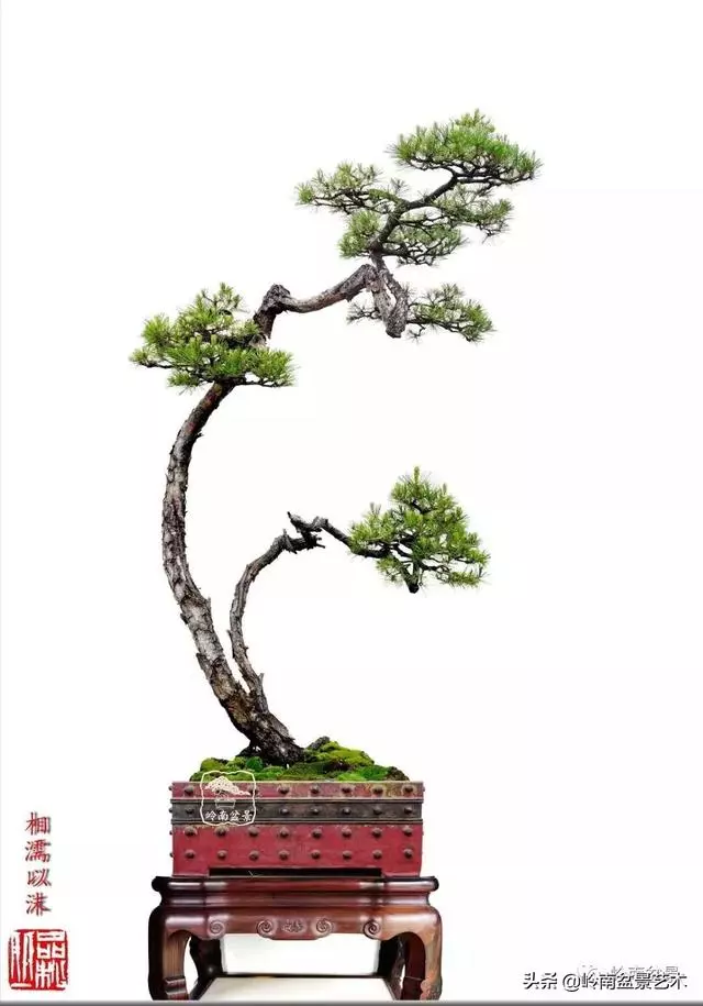 寒松縱老風骨在——賞松雜談