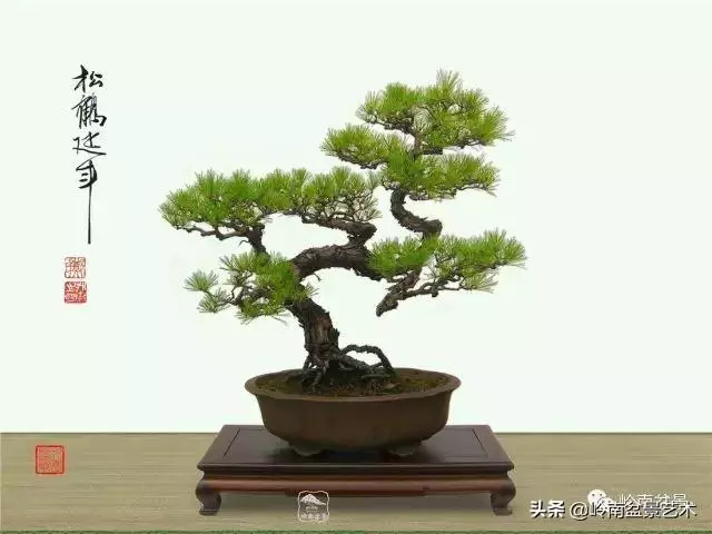 寒松縱老風骨在——賞松雜談