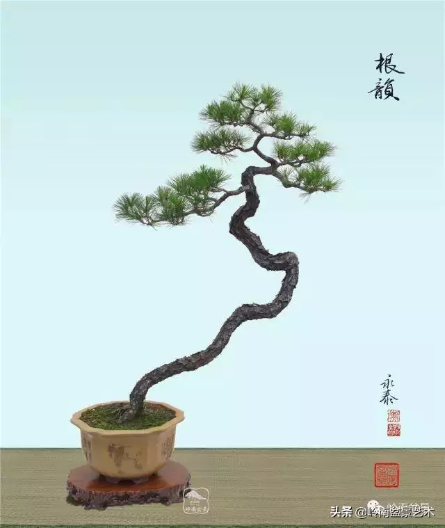 寒松縱老風骨在——賞松雜談