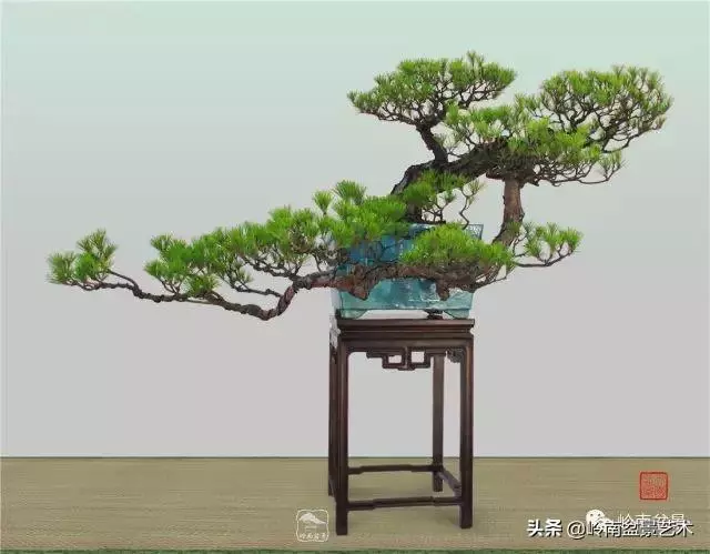 寒松縱老風骨在——賞松雜談