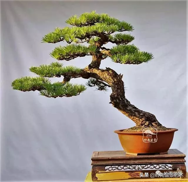 寒松縱老風骨在——賞松雜談