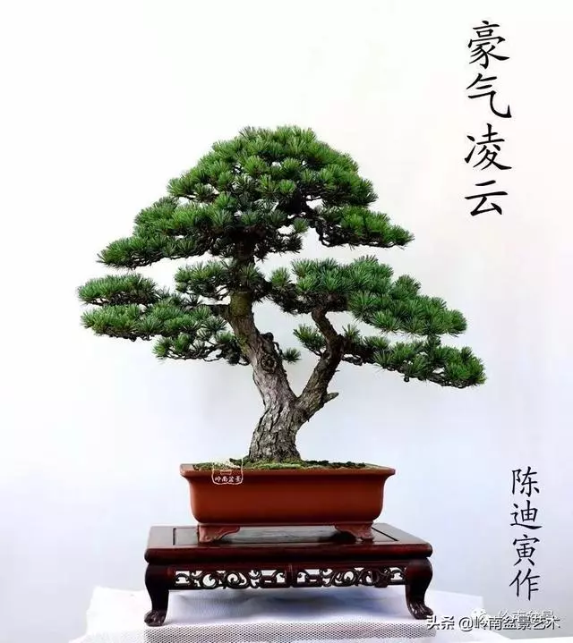 寒松縱老風骨在——賞松雜談