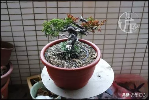 系魚川真柏:小苗就可以拿彎造型!乾鬆濕柏,瞭解「濕」就能養