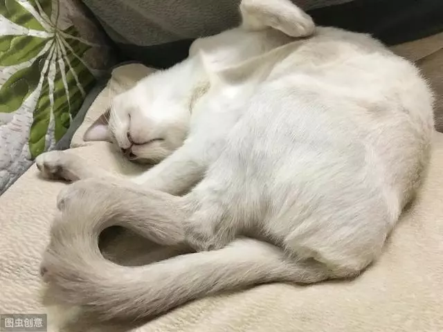 貓翻肚子有4種方式,和貓與你的信任度有關,可以看出貓的地位