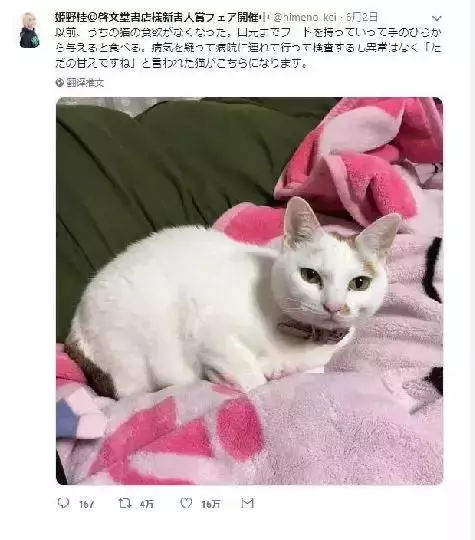 貓咪突然不願意吃飯,連忙帶到醫院檢查,結果卻讓人「大跌眼鏡」