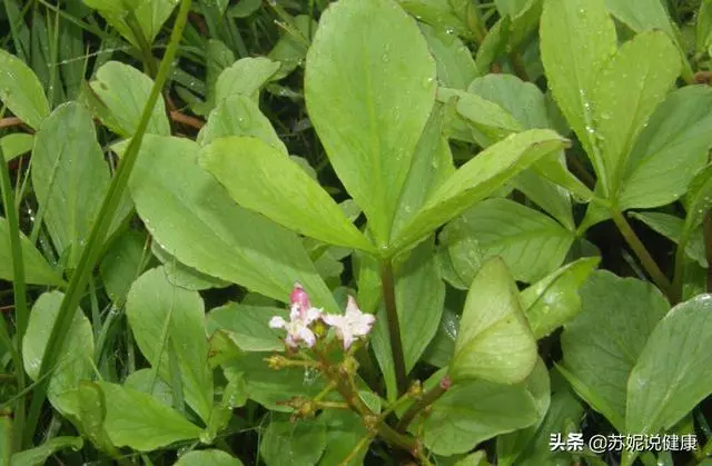 睡眠不好?田地4種野菜帶回家煮一煮,讓你倒頭就睡